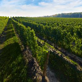 Megalomaniac Vineyard in Summer