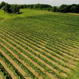 Vineyard