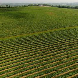 Vineyard