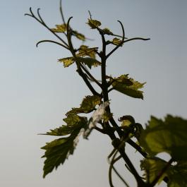 Vines