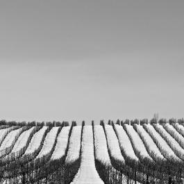Megalomaniac Vineyard in Winter