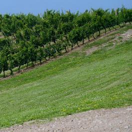 Vineyard in the Spring