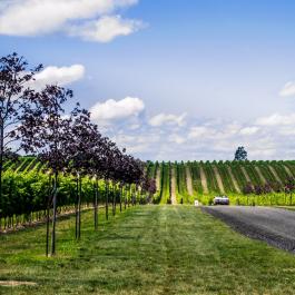 Vineyard